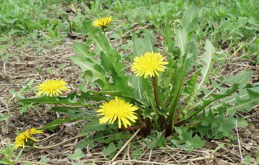 Image of genus Taraxacum specimen.