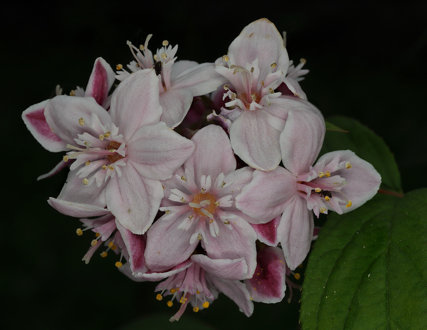 Image of Deutzia × hybrida specimen.