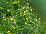 Ranunculus repens