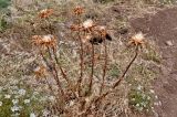 Silybum marianum. Плодоносящее растение в сообществе с Apiaceae. Португалия, о-в Мадейра, мыс Сан-Лоренцо, сухой склон. 12.06.2026.