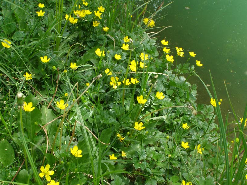 Image of Ranunculus repens specimen.
