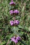 Phlomoides tuberosa