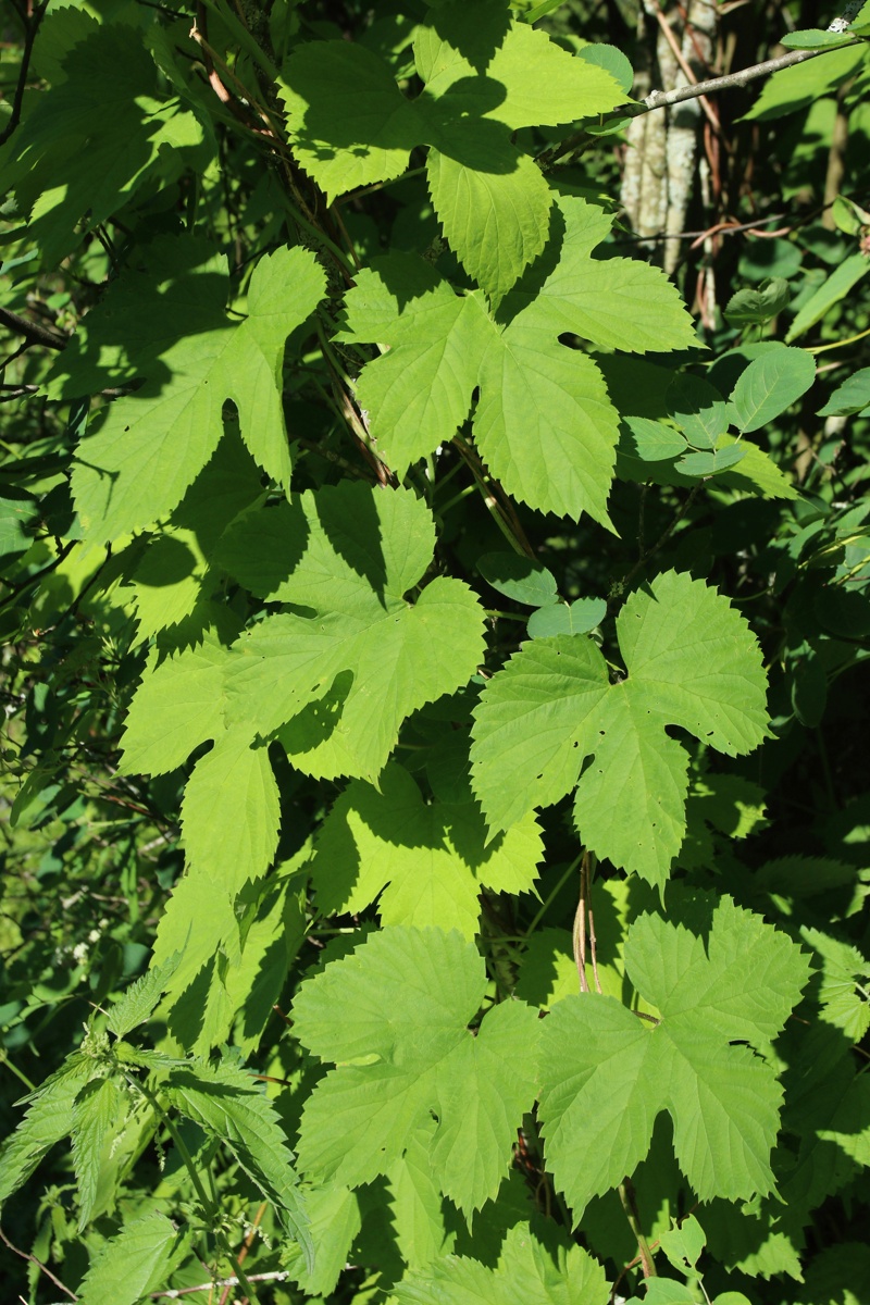 Image of Humulus lupulus specimen.