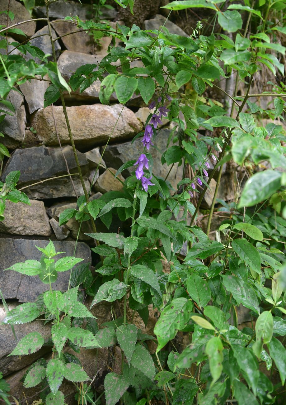 Изображение особи Campanula rapunculoides.