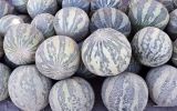 Melo sativus. Собранные для продажи зрелые плоды (сорт 'Ола гурвак'). Узбекистан, Республика Каракалпакстан, Амударьинский р-н, окр. г. Мангит, придорожная торговля. 14.08.2026.