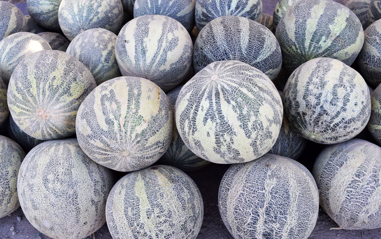 Image of Melo sativus specimen.