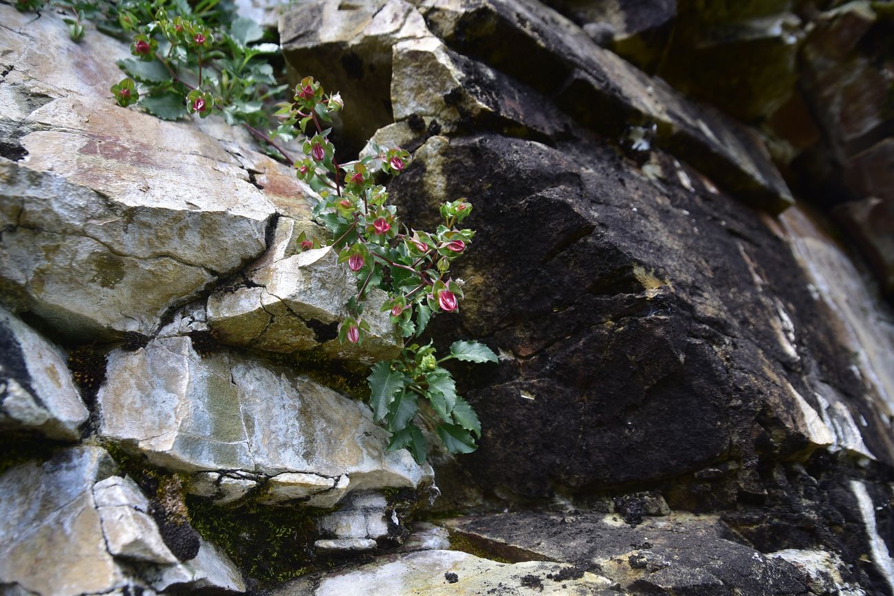 Image of genus Campanula specimen.