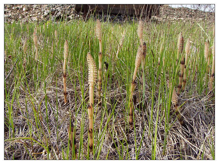 Изображение особи Equisetum arvense.