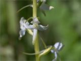 Platanthera bifolia. Цветок. Кировская обл., Кикнурский р-н, окр. села Тырышкино, суходольный разнотравно-злаковый луг. 10.06.2026.