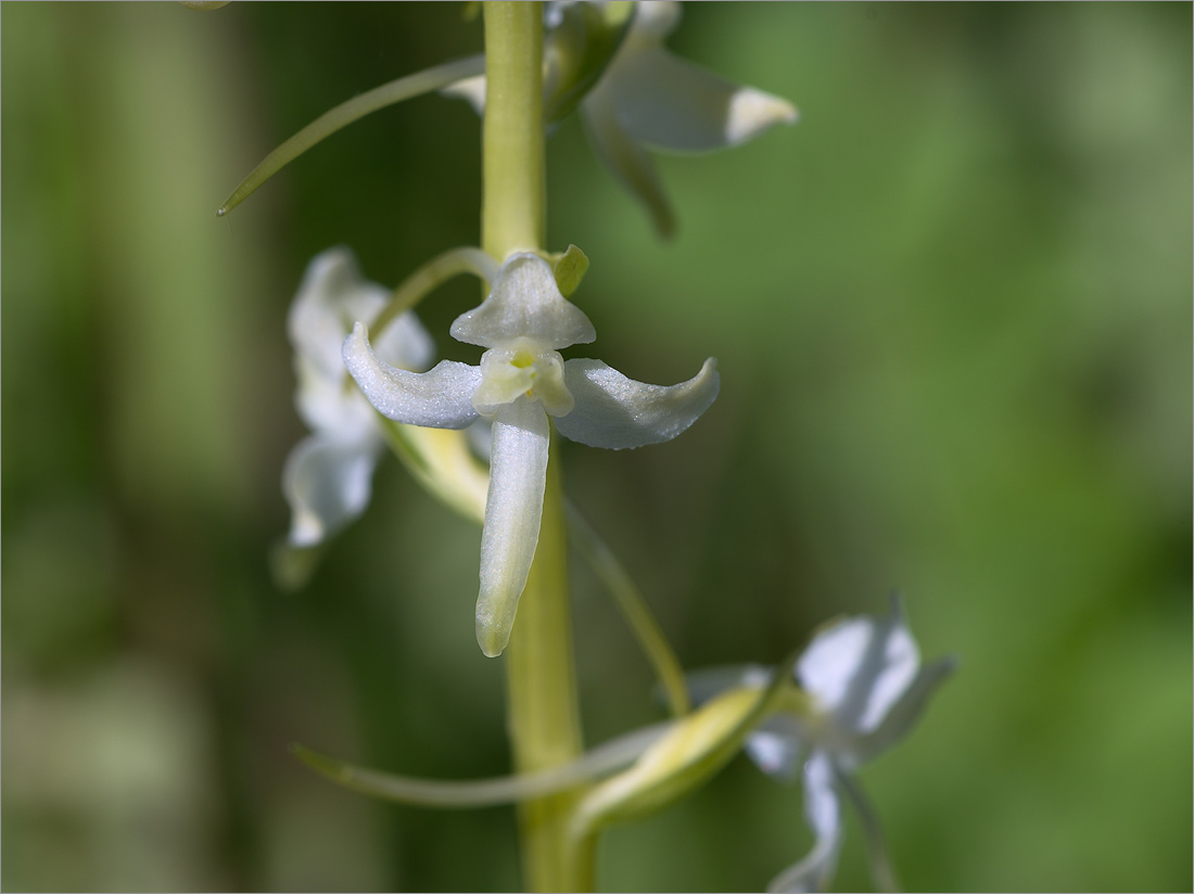 Изображение особи Platanthera bifolia.