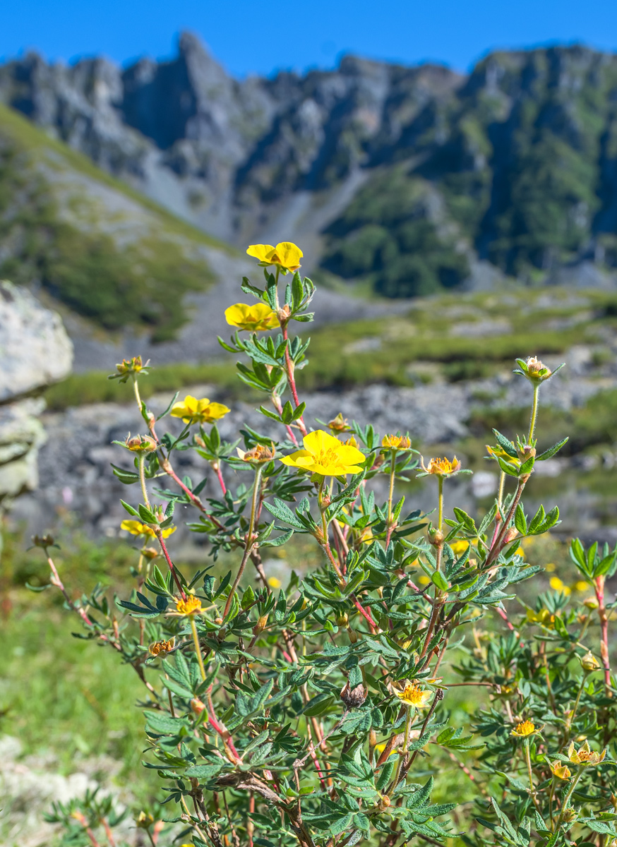 Изображение особи Dasiphora fruticosa.