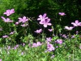 Geranium asphodeloides