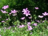 Geranium asphodeloides. Верхушки цветущих растений. Крым, Байдарская долина, окр. с. Кизиловое. 18.05.2010.