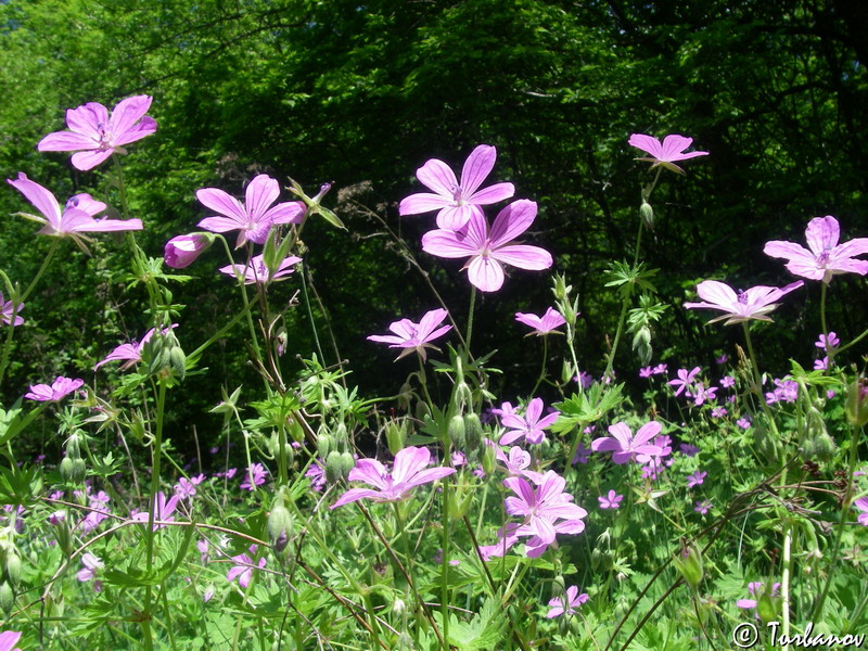 Image of Geranium asphodeloides specimen.