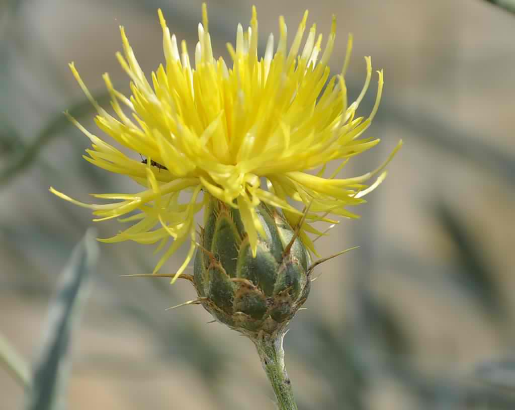 Image of Centaurea salonitana specimen.