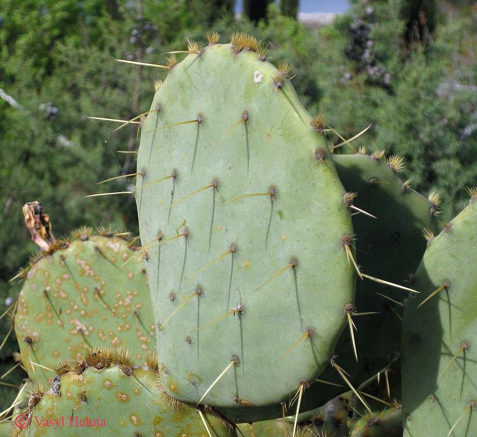 Изображение особи род Opuntia.