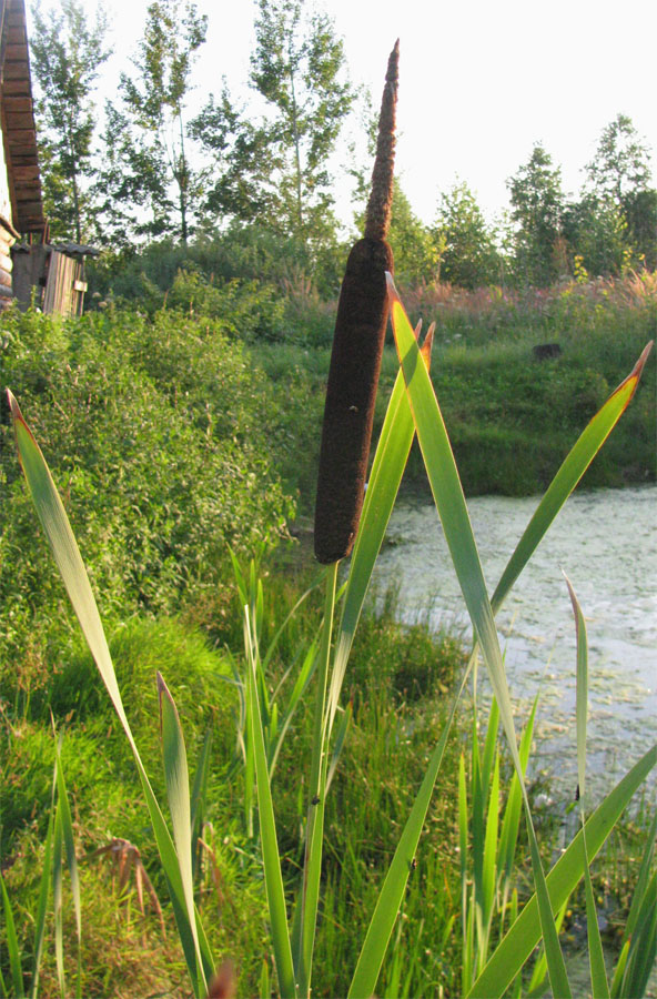 Изображение особи Typha latifolia.