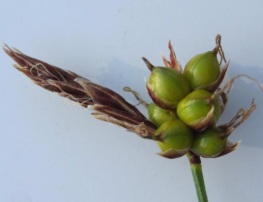 Image of Carex supina specimen.