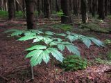 Actaea spicata. Плодоносящее растение с незрелыми плодами. Смоленская обл., Смоленский р-н, окр. пос. Каспля, еловые посадки. 25.06.2011.