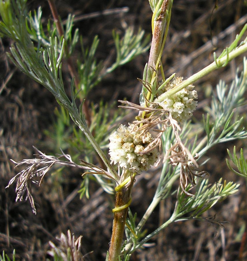 Изображение особи Cuscuta approximata.