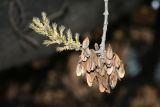 Fraxinus syriaca