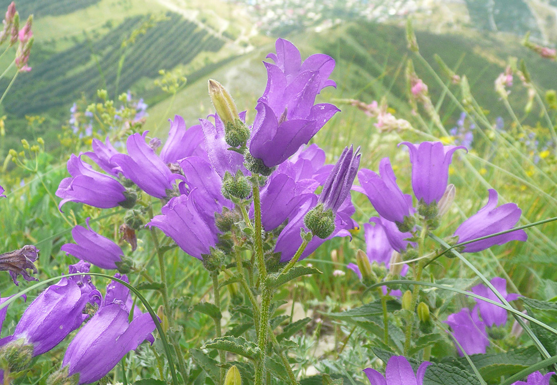 Изображение особи Campanula komarovii.