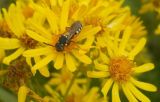 Image of taxon representative. Author is Юрий Панов