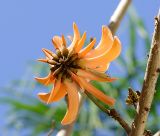 Erythrina corallodendron. Часть веточки с соцветием. Израиль, Шарон, г. Герцлия, в культуре. 11.12.2008.