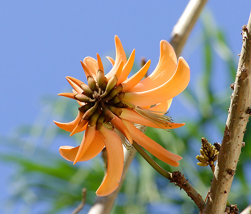 Image of Erythrina corallodendron specimen.