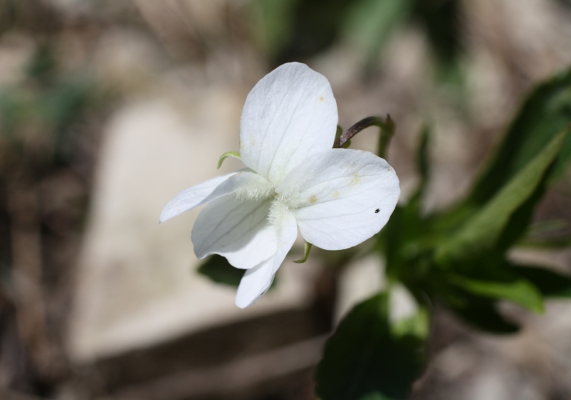 Изображение особи Viola accrescens.