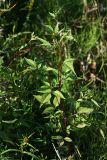 Bidens frondosa