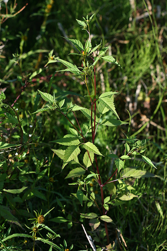 Изображение особи Bidens frondosa.