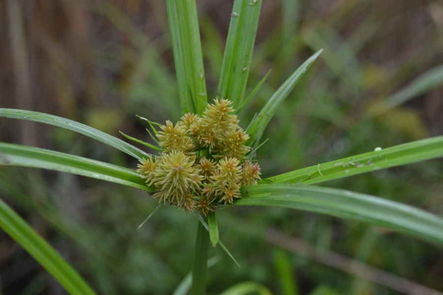 Изображение особи Torulinium caucasicum.