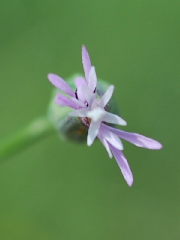 Изображение особи Crupina vulgaris.
