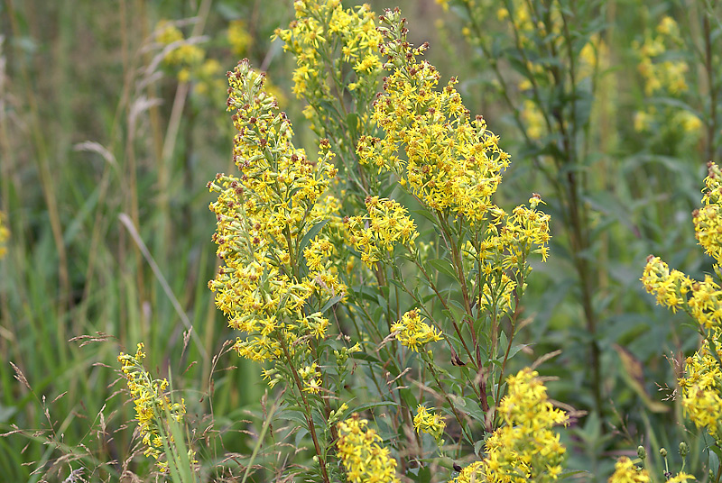 Image of Solidago virgaurea specimen.