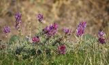 Astragalus onobrychis. Цветушее растение. Краснодарский край, Ейский р-н, обочина дороги на дамбе Ханского озера. 27.10.2011.
