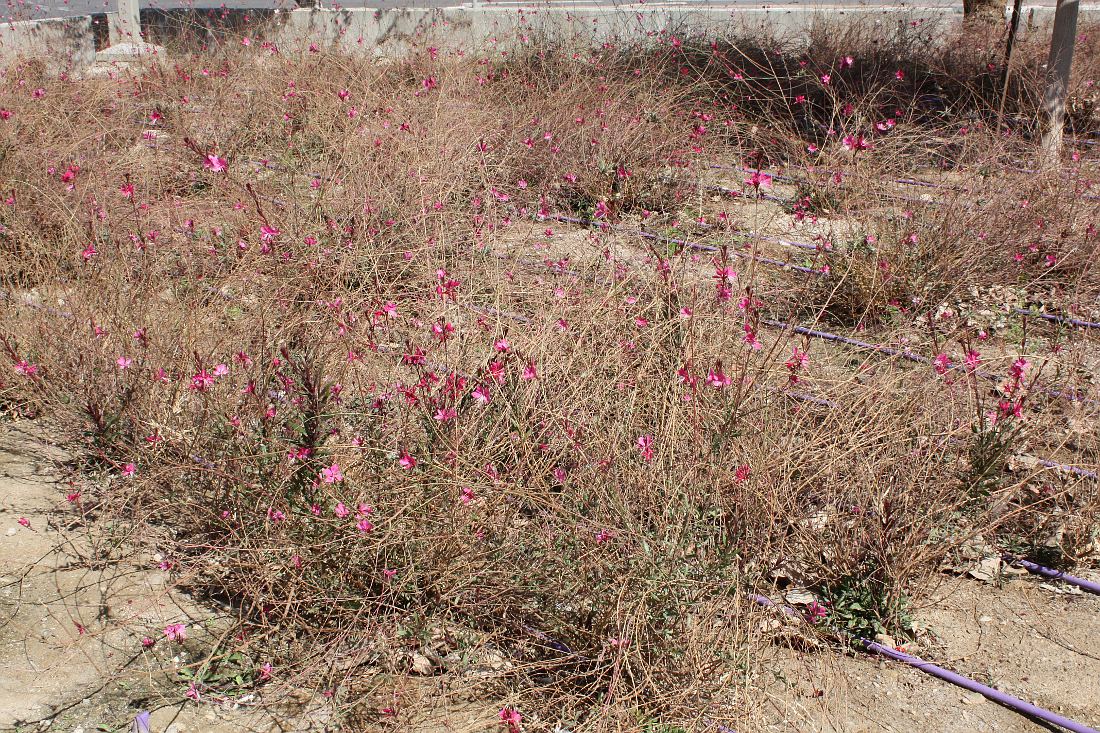 Изображение особи Gaura lindheimeri.