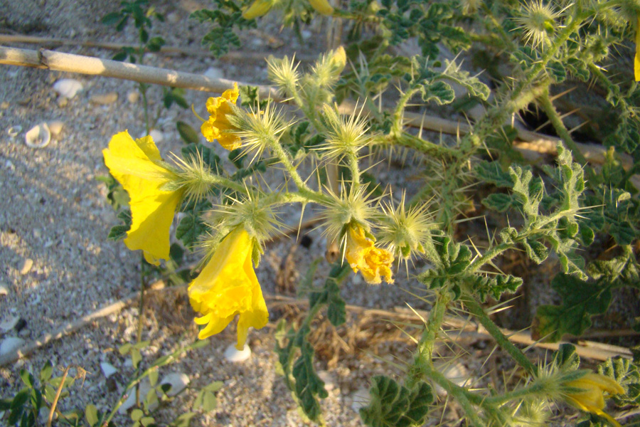 Изображение особи Solanum cornutum.