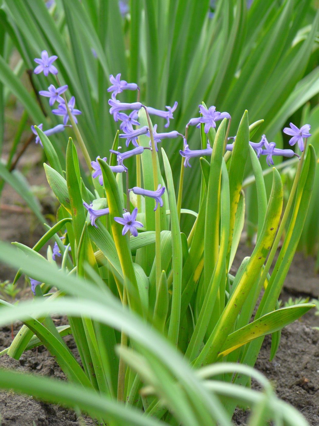 Image of Hyacinthus orientalis specimen.