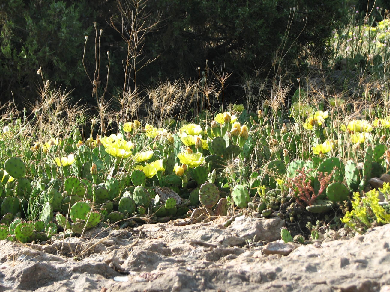 Изображение особи Opuntia humifusa.