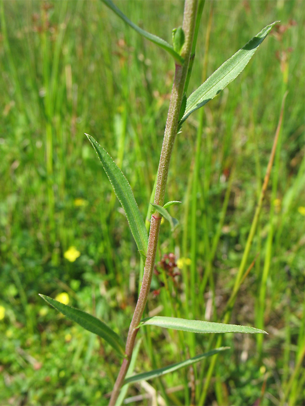 Image of Achillea ptarmica specimen.