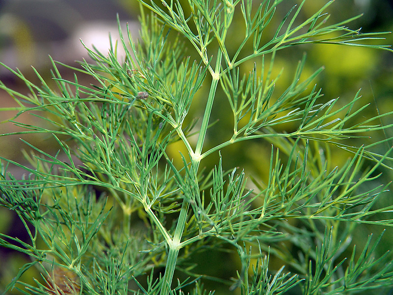 Image of Anethum graveolens specimen.