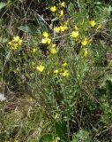 Linum flavum