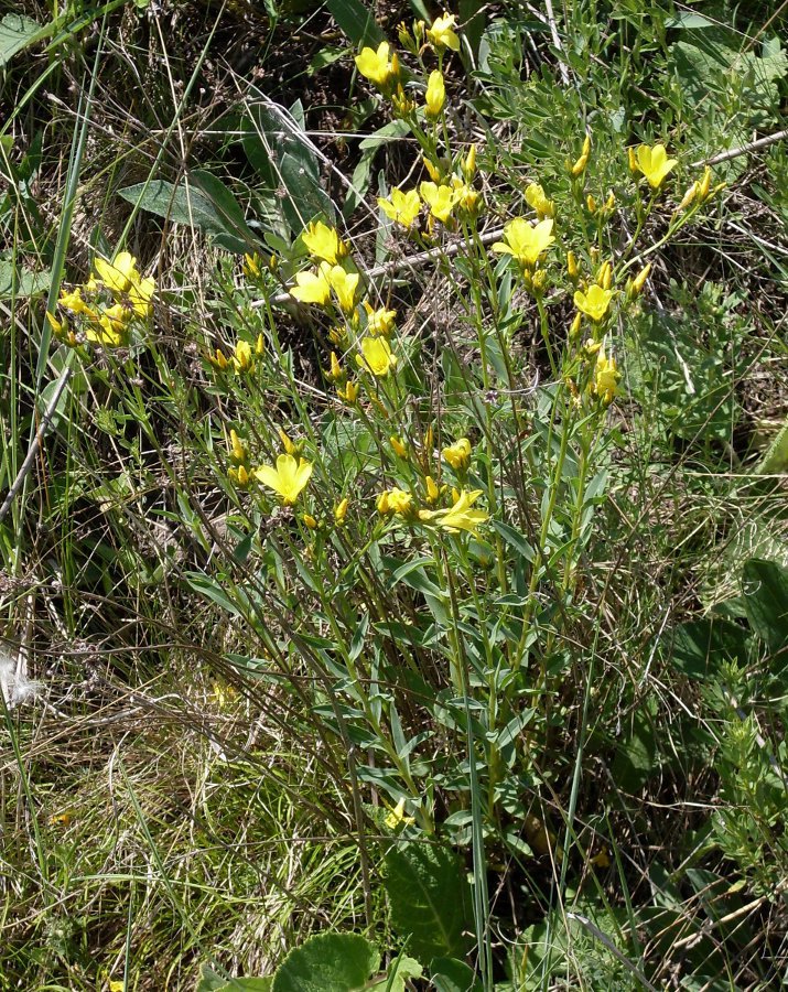 Изображение особи Linum flavum.