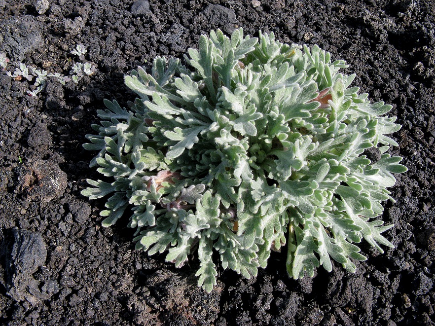 Image of Ermania parryoides specimen.