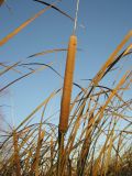 Typha domingensis