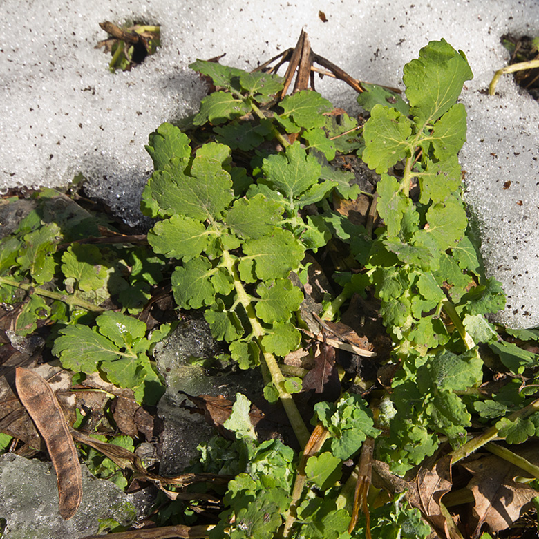 Image of Chelidonium majus specimen.