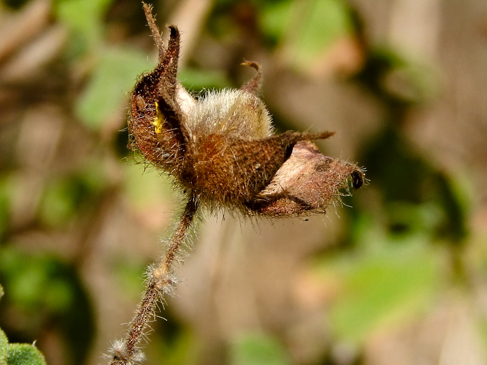 Image of Cistus creticus specimen.