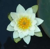 Nymphaea candida. Цветок (вид сверху). Московская обл., дачный участок. 20.08.2005.