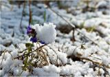 Pulmonaria mollis. Присыпанное снегом цветущее растение. Красноярский край. Начало мая 2011 г.